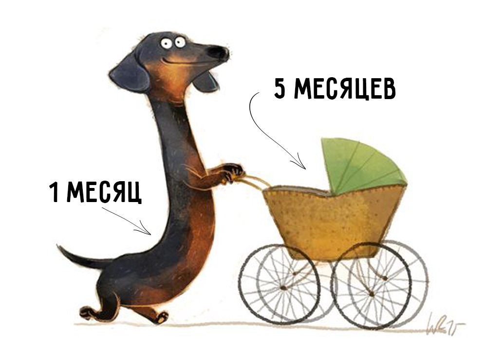 Comment déterminer l'âge du chien selon les normes humaines? Возраст собак по человеческим меркам