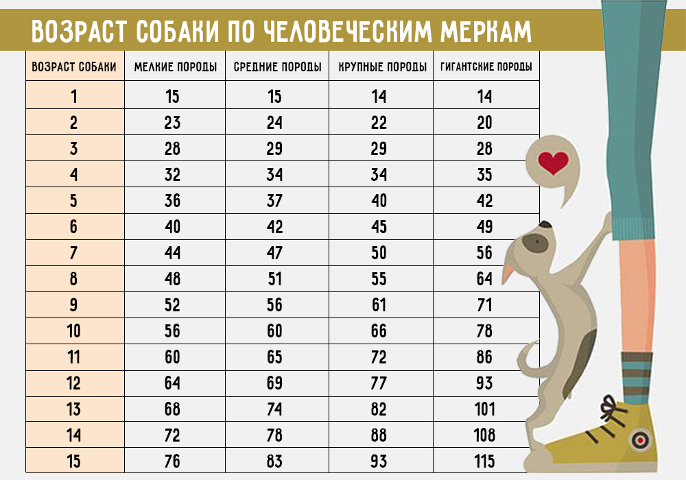 Comment déterminer l'âge du chien selon les normes humaines? Возраст собак по человеческим меркам