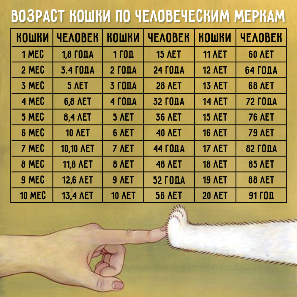 Comment déterminer l'âge d'un chat selon les normes humaines? Возраст кошек по человеческим меркам