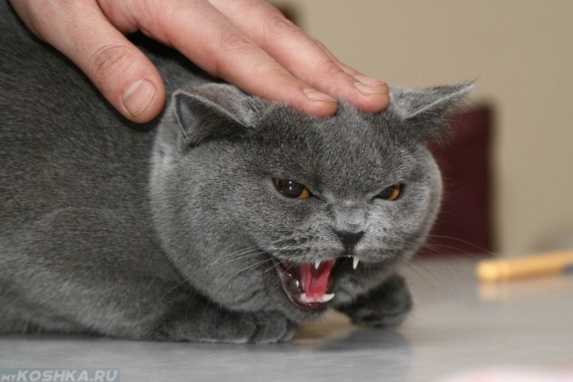 Comment un chat montre la présence d'un négatif dans la maison Как кошка сообщает о негативе