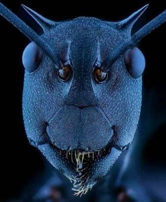 Ant - Visages criminels du micromonde Муравей - Мафия микромира