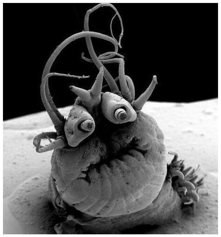 > Marine polychète Nereis sandersi - Visages criminels du micro-monde >Морская полихета Nereis sandersi - Мафия микромира