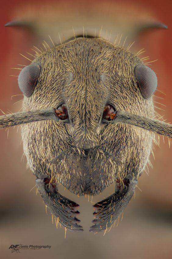Ant - Visages criminels du micromonde Муравей - Мафия микромира
