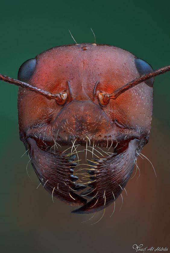 Ant - Visages criminels du micromonde Муравей - Мафия микромира