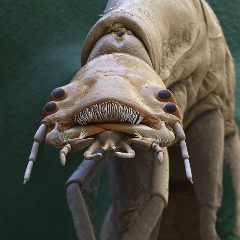 La larve du coléoptère aquatique Dytiscidae - Les visages criminels du micro-monde Личинка водного жука Dytiscidae - Мафия микромира