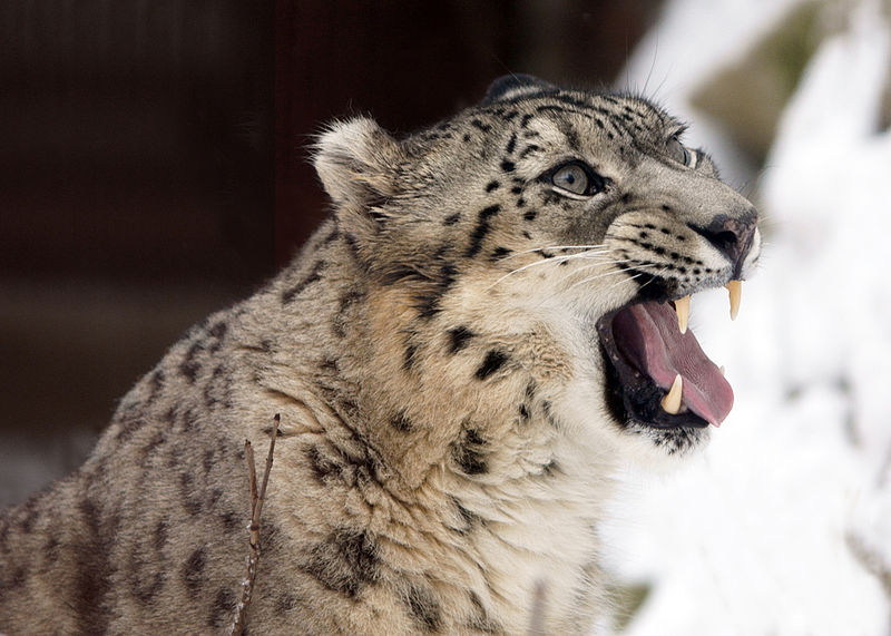 Les léopards des neiges ne sont plus en danger! Снежные барсы