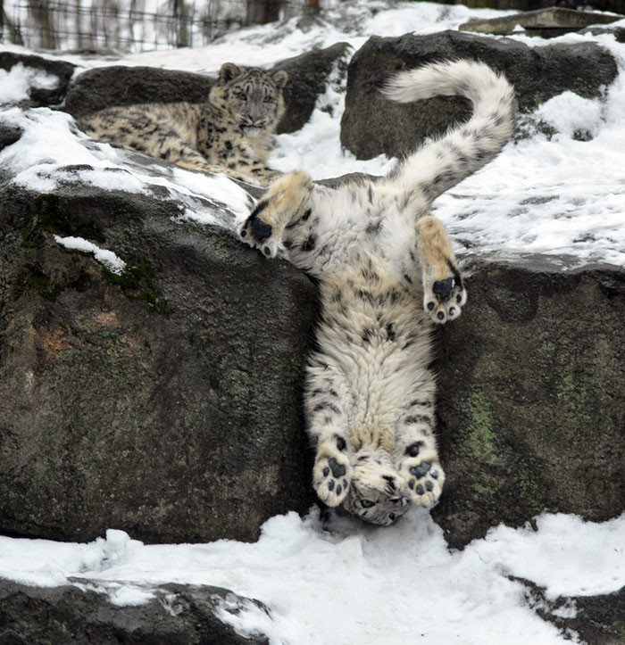 Les léopards des neiges ne sont plus en danger! Снежные барсы
