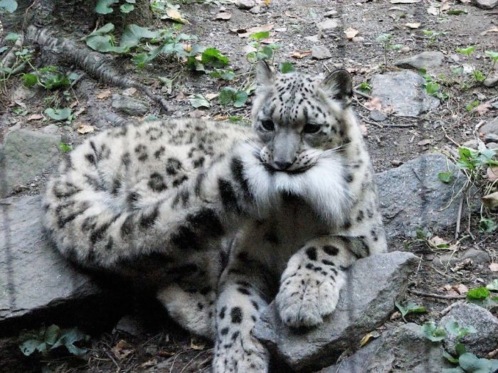 Les léopards des neiges ne sont plus en danger! Снежные барсы