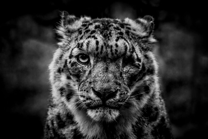 Les léopards des neiges ne sont plus en danger! Снежные барсы