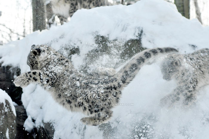 Les léopards des neiges ne sont plus en danger! Снежные барсы