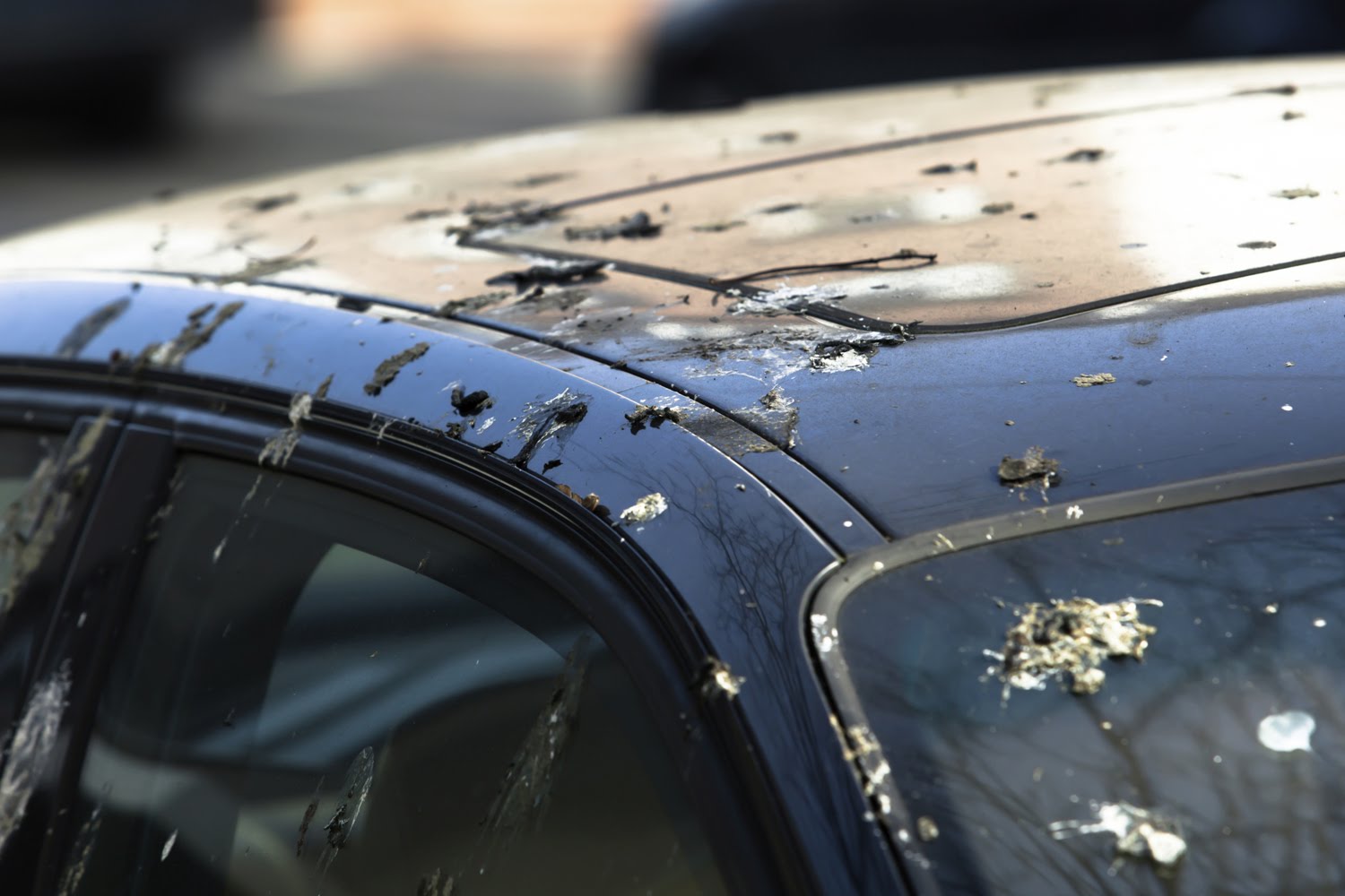 Comment enlever la litière d'un oiseau du corps d'une voiture Как удалить птичий помёт