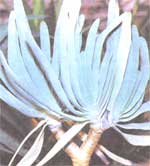 Pliage plicatilis Aloe Aloe