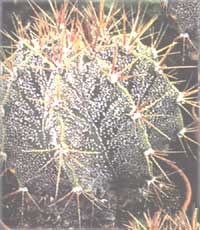 Astrophytum décorée A. ornatum
