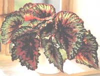 Begonia royale