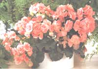 Begonia Lorraine