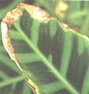 Les extrémités des feuilles jaunes et marron - avec un excédent ou un défaut d'éléments nutritifs dans le sol.