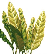 Calathea lantsetolistnogo - Calathea lancifolia