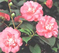 Camellia - Camellia
