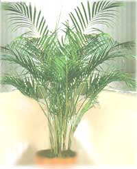 Hrizalidokarpus (Areca) - Chrysalidocarpus (Areca)