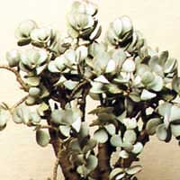 Jade tree - arborescens Crassula