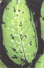 Bauze Dieffenbachia - bausei de Dieffenbachia