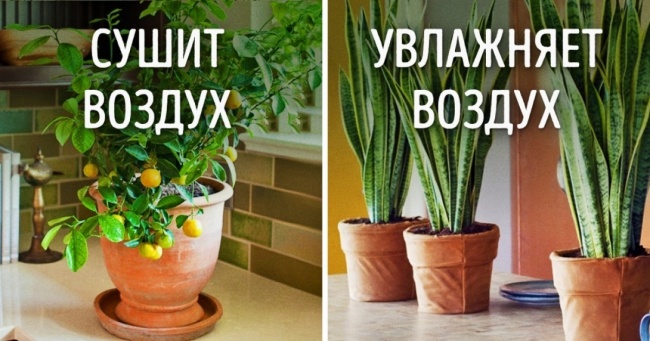 Des plantes pour un climat intérieur parfait Растения для микроклимата