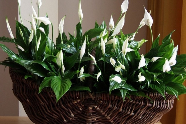 Spathiphyllum (Spathiphyllum) - Des plantes pour un microclimat intérieur parfait Спатифиллум (Spathiphyllum) - Растения для микроклимата