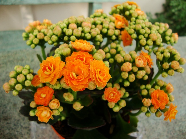 Kalanchoe (Kalanchoe) - Des plantes pour un climat intérieur idéal Каланхоэ (Kalanchoe) - Растения для микроклимата