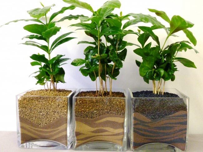 Coffea (Coffea) - Des plantes pour un climat intérieur parfait Кофейное дерево (Coffea) - Растения для микроклимата