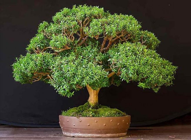 Myrt (Myrtus) - Des plantes pour un microclimat parfait dans la maison Мирт (Myrtus) - Растения для микроклимата