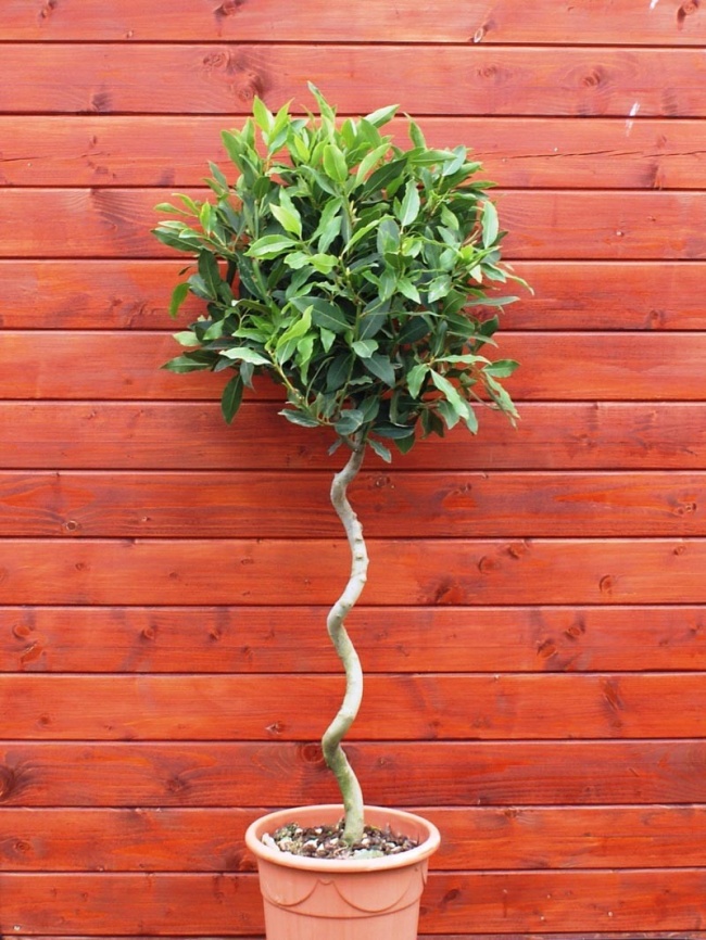 Laurier noble (Laurus nobilis) - Des plantes pour un microclimat intérieur parfait Лавр благородный (Laurus nobilis) - Растения для микроклимата