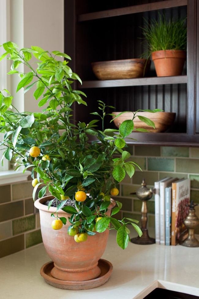 Citron (Citrus limon) - Des plantes pour un microclimat intérieur parfait Лимон (Citrus limon) - Растения для микроклимата