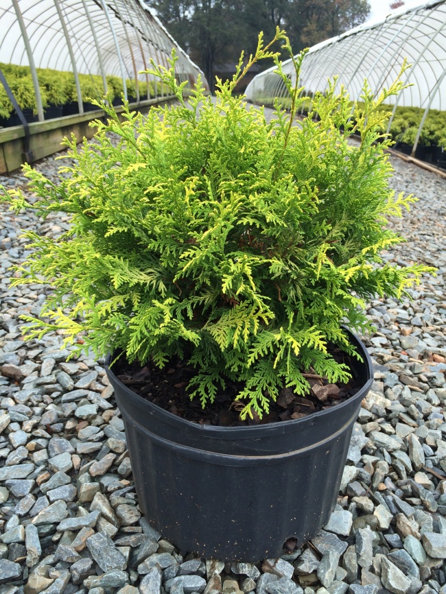 Cypress (Chamaecyparis) - Des plantes pour un microclimat intérieur parfait Кипарисовик (Chamaecyparis) - Растения для микроклимата
