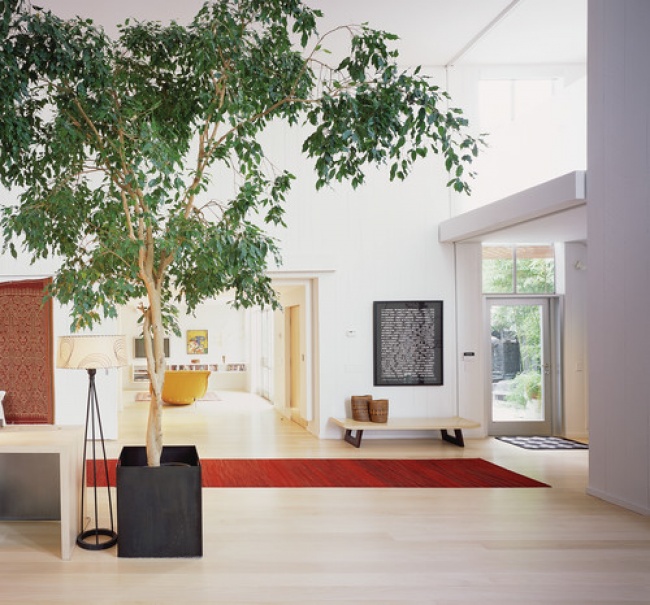 Ficus (Ficus) - Des plantes pour un microclimat parfait dans la maison Фикус (Ficus) - Растения для микроклимата