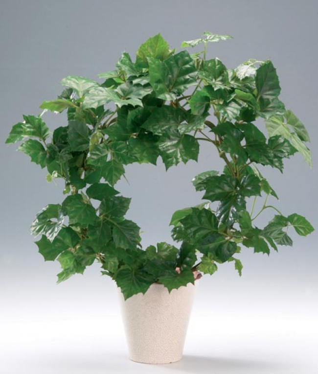 Cissus (Cissus) - Des plantes pour un microclimat parfait dans la maison Циссус (Cissus) - Растения для микроклимата