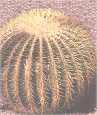 Echinocactus - Echinocactus
