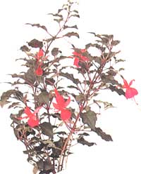 Fuchsia élégant - Fuchsia gracilis