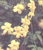 Jasmine Jasminum primulinum Primulaceae