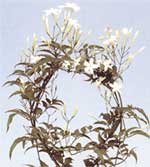 Jasmine Jasminum polyanthum polyanthous