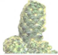 Mammillaria prolongé - Mammilaria elongata