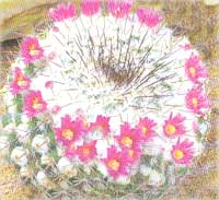Mammillaria barbelés - Mammilaria spinosissima