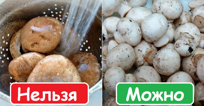 Faits amusants sur les champignons Польза грибов