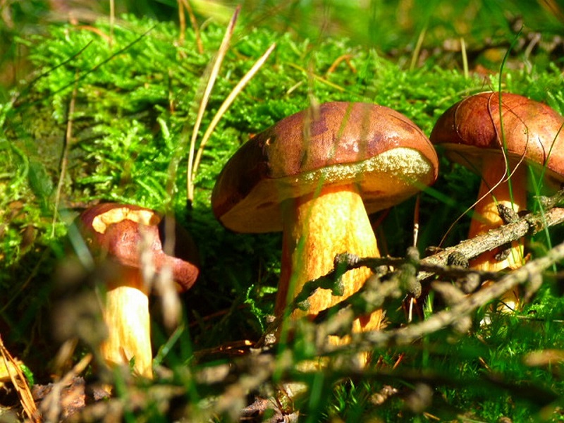 Faits amusants sur les champignons Польза грибов