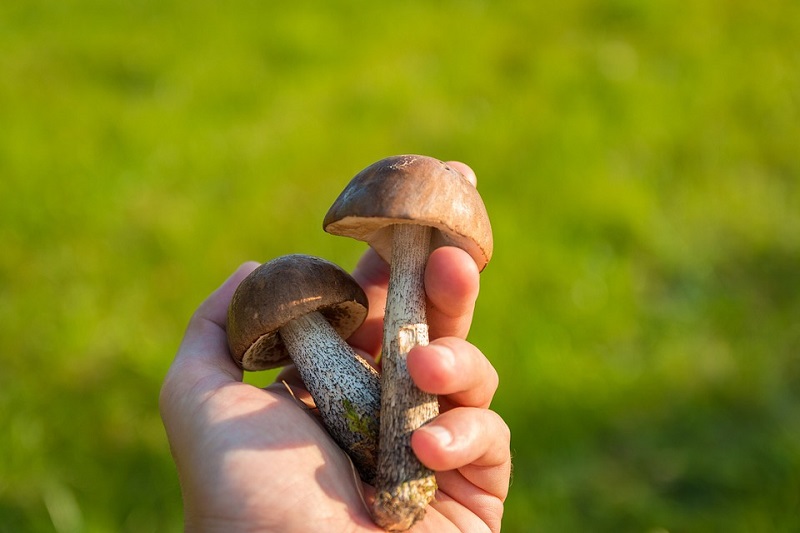 Faits amusants sur les champignons Польза грибов