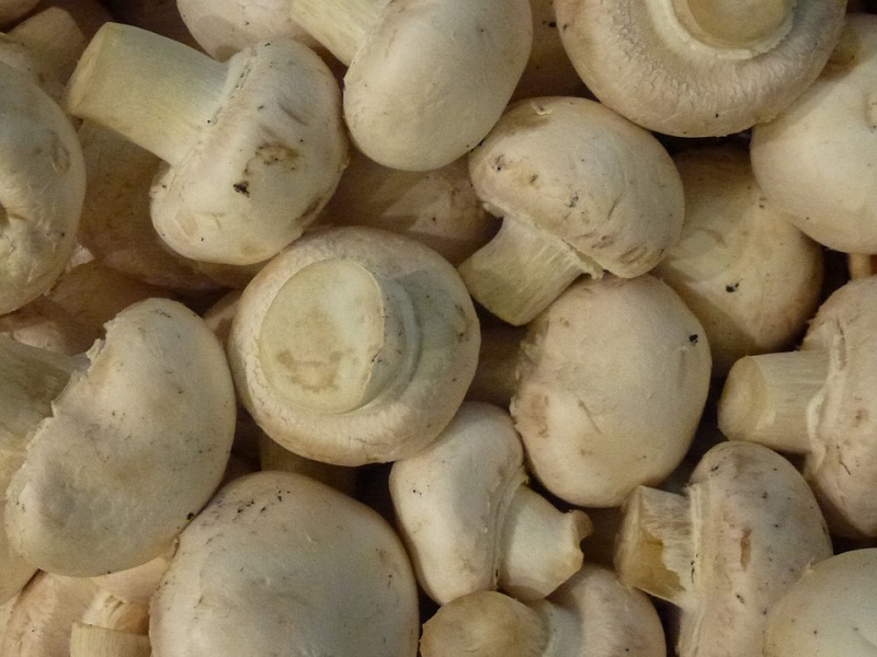 Faits amusants sur les champignons Польза грибов
