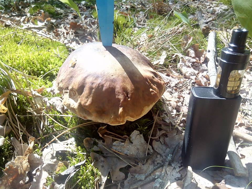 Classification des champignons Классификация грибов