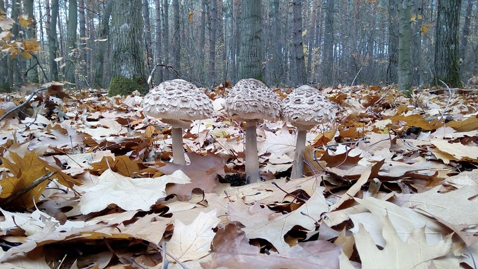 Classification des champignons Классификация грибов