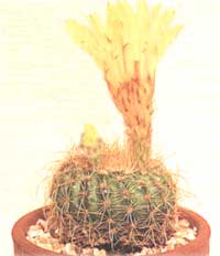 Notocactus héliophiles - Notocactus apricus