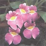 Orchidées (Orchidaceae) - Orchidaceae
