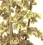 Curly Pelargonium - Pelargonium crispum